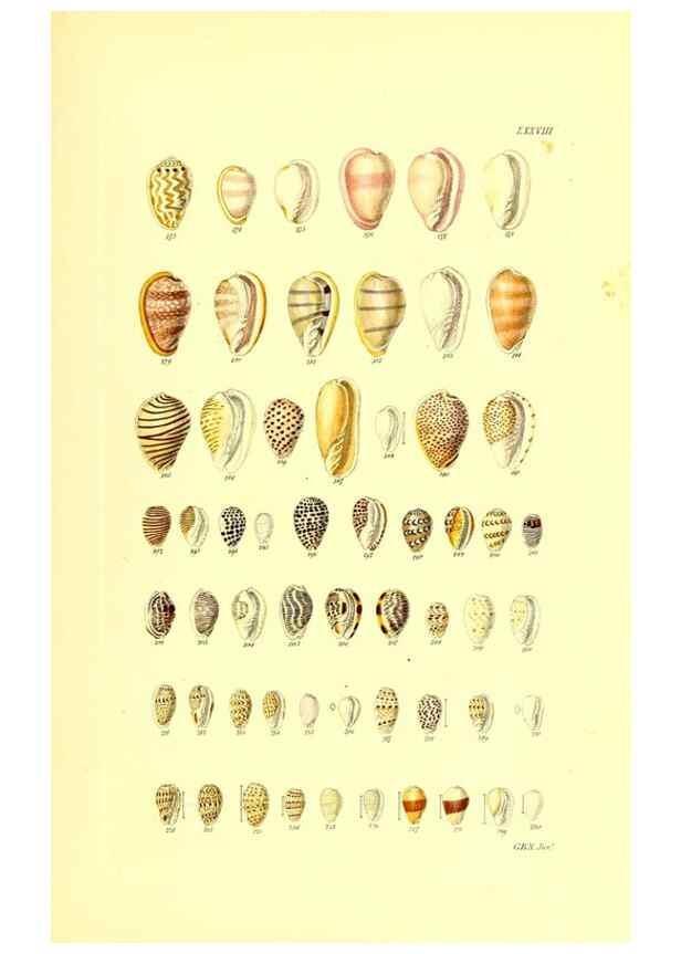 Reproducción/Reproduction 49491850721: Thesaurus conchyliorum, or, Monographs of genera of shells. London :Sowerby ...,1847-1887.. 