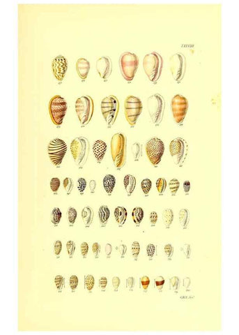 Reproducción/Reproduction 49491850721: Thesaurus conchyliorum, or, Monographs of genera of shells. London :Sowerby ...,1847-1887.. 