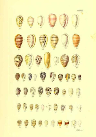 Reproducción/Reproduction 49491850721: Thesaurus conchyliorum, or, Monographs of genera of shells. London :Sowerby ...,1847-1887.. 