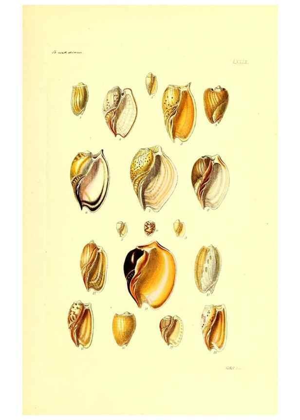 Reproducción/Reproduction 49492060982: Thesaurus conchyliorum, or, Monographs of genera of shells. London :Sowerby ...,1847-1887.. 