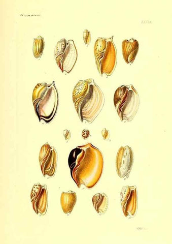 Reproducción/Reproduction 49492060982: Thesaurus conchyliorum, or, Monographs of genera of shells. London :Sowerby ...,1847-1887.. 