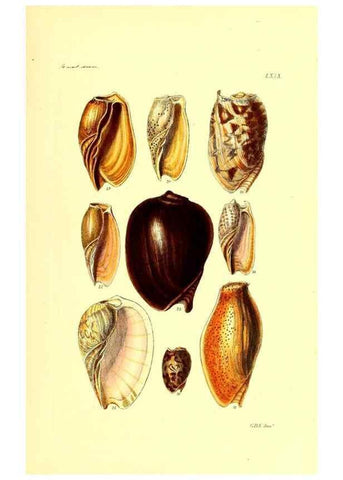 Reproducción/Reproduction 49491851206: Thesaurus conchyliorum, or, Monographs of genera of shells. London :Sowerby ...,1847-1887.. 