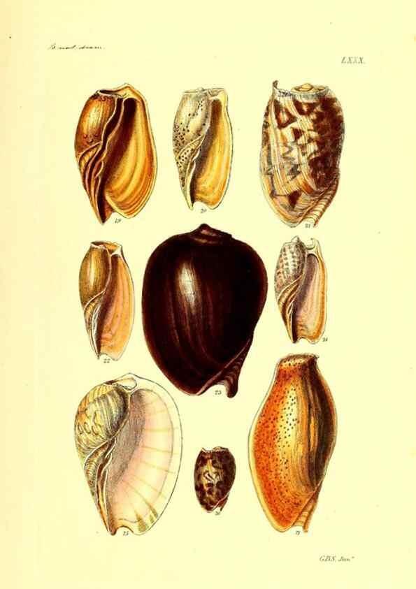 Reproducción/Reproduction 49491851206: Thesaurus conchyliorum, or, Monographs of genera of shells. London :Sowerby ...,1847-1887.. 