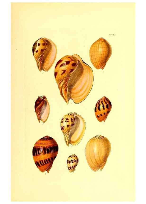 Reproducción/Reproduction 49491851426: Thesaurus conchyliorum, or, Monographs of genera of shells. London :Sowerby ...,1847-1887.. 