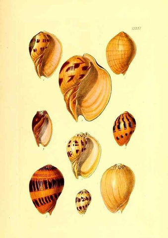 Reproducción/Reproduction 49491851426: Thesaurus conchyliorum, or, Monographs of genera of shells. London :Sowerby ...,1847-1887.. 