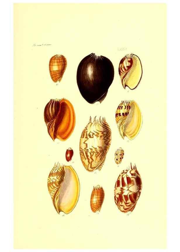 Reproducción/Reproduction 49491851646: Thesaurus conchyliorum, or, Monographs of genera of shells. London :Sowerby ...,1847-1887.. 