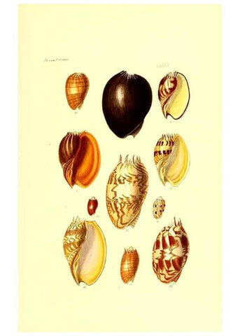 Reproducción/Reproduction 49491851646: Thesaurus conchyliorum, or, Monographs of genera of shells. London :Sowerby ...,1847-1887.. 