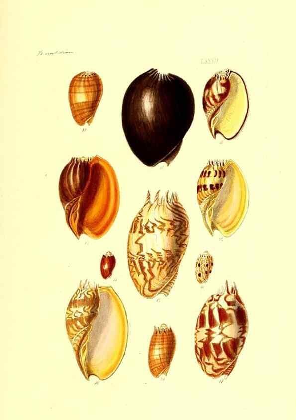 Reproducción/Reproduction 49491851646: Thesaurus conchyliorum, or, Monographs of genera of shells. London :Sowerby ...,1847-1887.. 