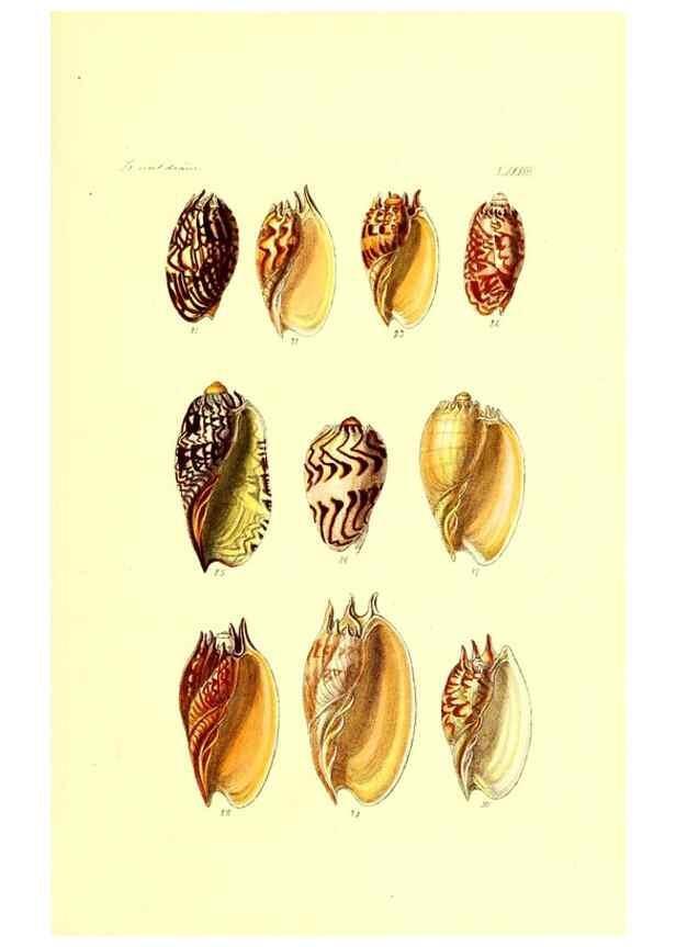 Reproducción/Reproduction 49491851861: Thesaurus conchyliorum, or, Monographs of genera of shells. London :Sowerby ...,1847-1887.. 