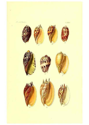 Reproducción/Reproduction 49491851861: Thesaurus conchyliorum, or, Monographs of genera of shells. London :Sowerby ...,1847-1887.. 