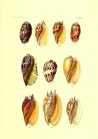 Reproducción/Reproduction 49491851861: Thesaurus conchyliorum, or, Monographs of genera of shells. London :Sowerby ...,1847-1887.. 