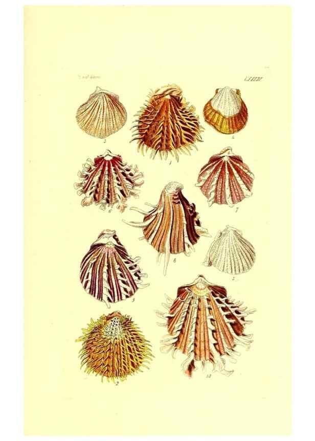Reproducción/Reproduction 49491350513: Thesaurus conchyliorum, or, Monographs of genera of shells. London :Sowerby ...,1847-1887.. 