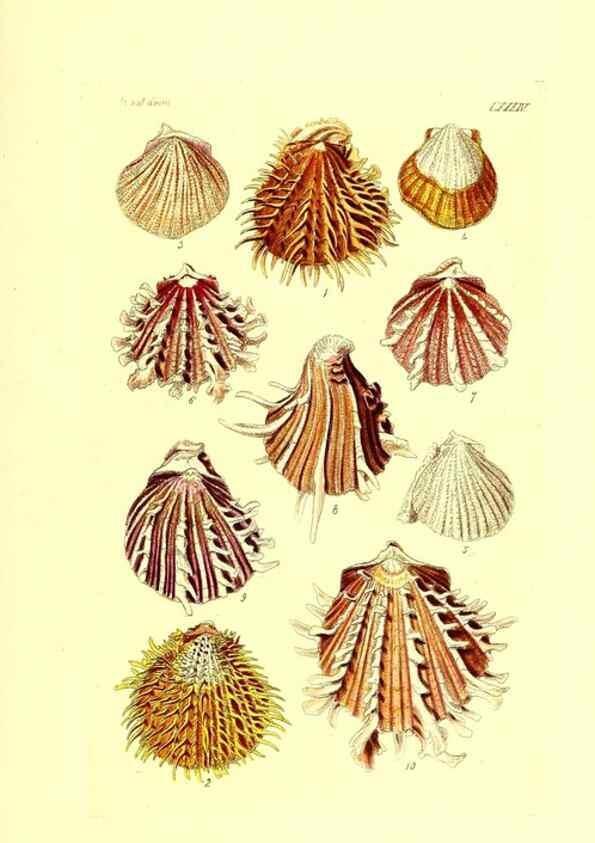 Reproducción/Reproduction 49491350513: Thesaurus conchyliorum, or, Monographs of genera of shells. London :Sowerby ...,1847-1887.. 
