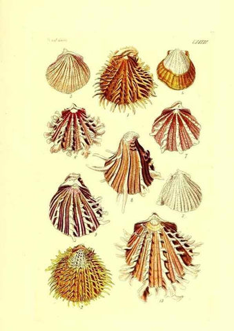 Reproducción/Reproduction 49491350513: Thesaurus conchyliorum, or, Monographs of genera of shells. London :Sowerby ...,1847-1887.. 