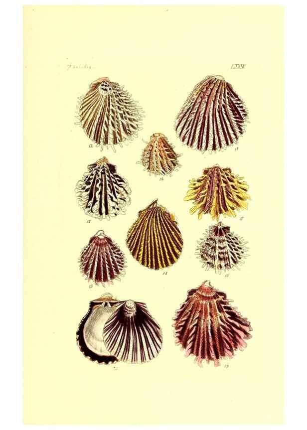 Reproducción/Reproduction 49491350748: Thesaurus conchyliorum, or, Monographs of genera of shells. London :Sowerby ...,1847-1887.. 