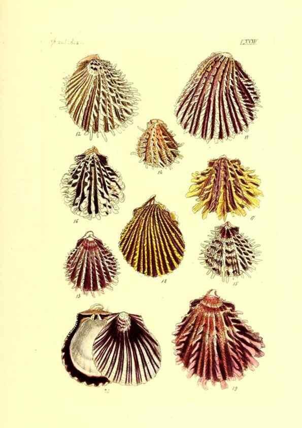 Reproducción/Reproduction 49491350748: Thesaurus conchyliorum, or, Monographs of genera of shells. London :Sowerby ...,1847-1887.. 