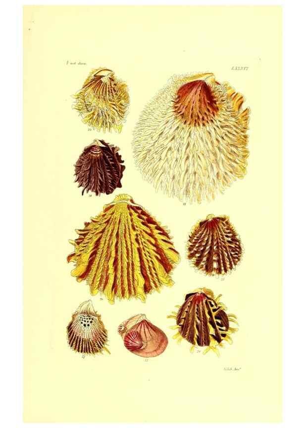 Reproducción/Reproduction 49491852401: Thesaurus conchyliorum, or, Monographs of genera of shells. London :Sowerby ...,1847-1887.. 