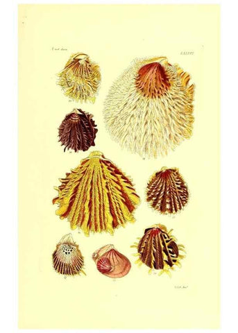 Reproducción/Reproduction 49491852401: Thesaurus conchyliorum, or, Monographs of genera of shells. London :Sowerby ...,1847-1887.. 