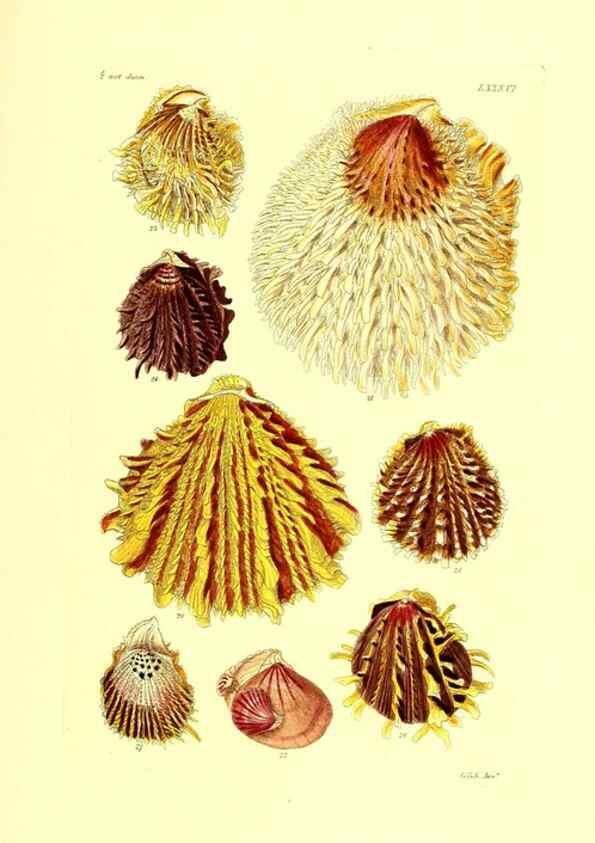 Reproducción/Reproduction 49491852401: Thesaurus conchyliorum, or, Monographs of genera of shells. London :Sowerby ...,1847-1887.. 
