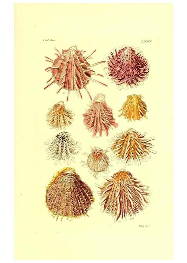 Reproducción/Reproduction 49491351158: Thesaurus conchyliorum, or, Monographs of genera of shells. London :Sowerby ...,1847-1887.. 