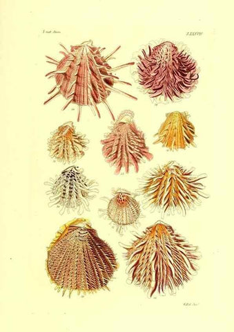 Reproducción/Reproduction 49491351158: Thesaurus conchyliorum, or, Monographs of genera of shells. London :Sowerby ...,1847-1887.. 