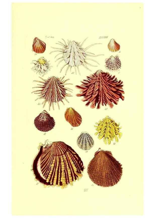 Reproducción/Reproduction 49491852816: Thesaurus conchyliorum, or, Monographs of genera of shells. London :Sowerby ...,1847-1887.. 