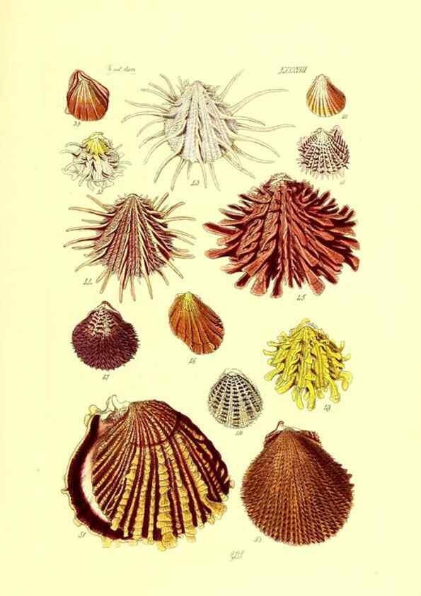 Reproducción/Reproduction 49491852816: Thesaurus conchyliorum, or, Monographs of genera of shells. London :Sowerby ...,1847-1887.. 