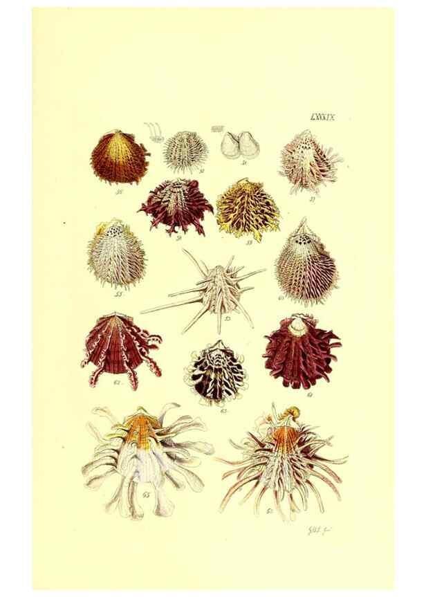 Reproducción/Reproduction 49491853046: Thesaurus conchyliorum, or, Monographs of genera of shells. London :Sowerby ...,1847-1887.. 