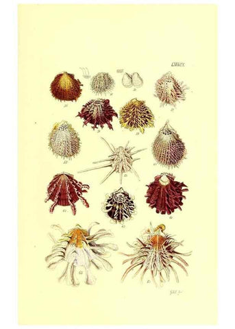 Reproducción/Reproduction 49491853046: Thesaurus conchyliorum, or, Monographs of genera of shells. London :Sowerby ...,1847-1887.. 