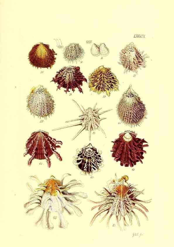 Reproducción/Reproduction 49491853046: Thesaurus conchyliorum, or, Monographs of genera of shells. London :Sowerby ...,1847-1887.. 