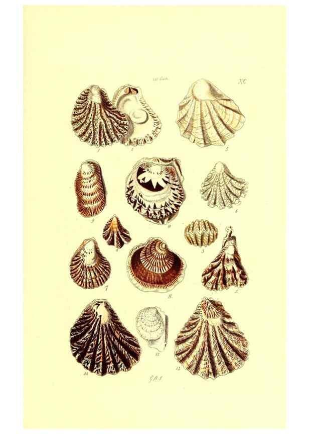 Reproducción/Reproduction 49492063357: Thesaurus conchyliorum, or, Monographs of genera of shells. London :Sowerby ...,1847-1887.. 