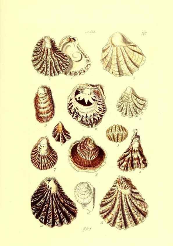 Reproducción/Reproduction 49492063357: Thesaurus conchyliorum, or, Monographs of genera of shells. London :Sowerby ...,1847-1887.. 