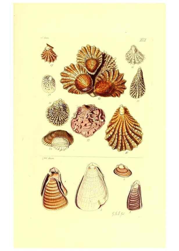 Reproducción/Reproduction 49492063597: Thesaurus conchyliorum, or, Monographs of genera of shells. London :Sowerby ...,1847-1887.. 