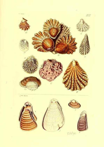 Reproducción/Reproduction 49492063597: Thesaurus conchyliorum, or, Monographs of genera of shells. London :Sowerby ...,1847-1887.. 