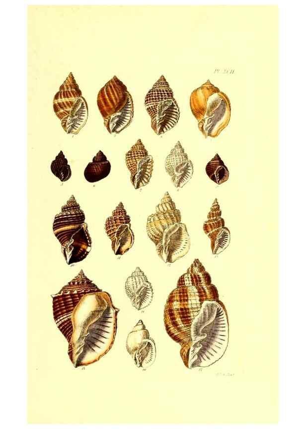 Reproducción/Reproduction 49492121627: Thesaurus conchyliorum, or, Monographs of genera of shells. London :Sowerby ...,1847-1887.. 