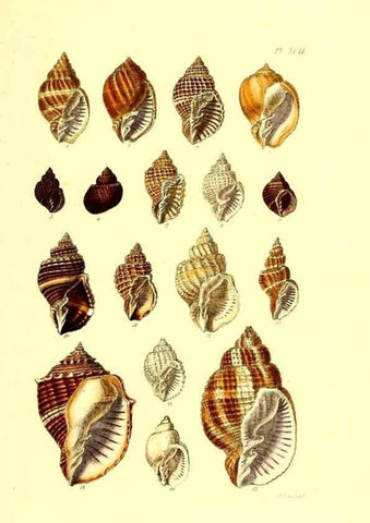 Reproducción/Reproduction 49492121627: Thesaurus conchyliorum, or, Monographs of genera of shells. London :Sowerby ...,1847-1887.. 