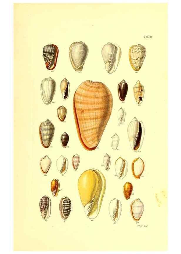 Reproducción/Reproduction 49492060472: Thesaurus conchyliorum, or, Monographs of genera of shells. London :Sowerby ...,1847-1887.. 
