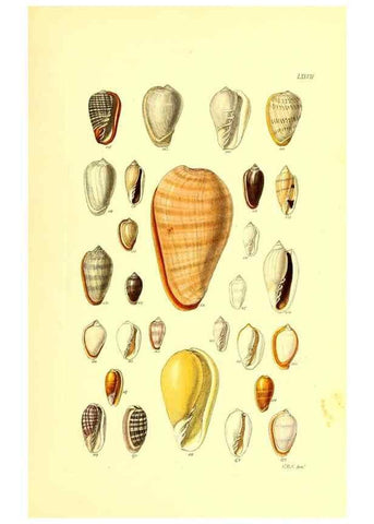 Reproducción/Reproduction 49492060472: Thesaurus conchyliorum, or, Monographs of genera of shells. London :Sowerby ...,1847-1887.. 