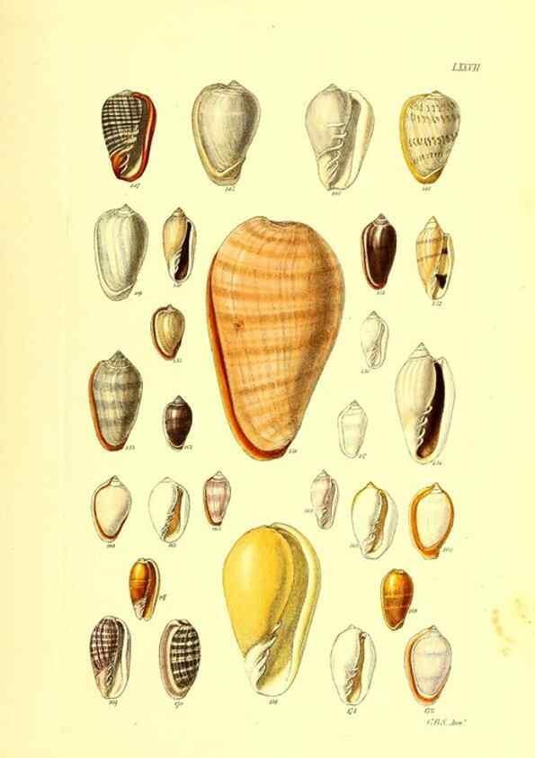 Reproducción/Reproduction 49492060472: Thesaurus conchyliorum, or, Monographs of genera of shells. London :Sowerby ...,1847-1887.. 