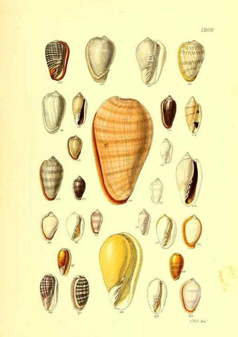 Reproducción/Reproduction 49492060472: Thesaurus conchyliorum, or, Monographs of genera of shells. London :Sowerby ...,1847-1887.. 