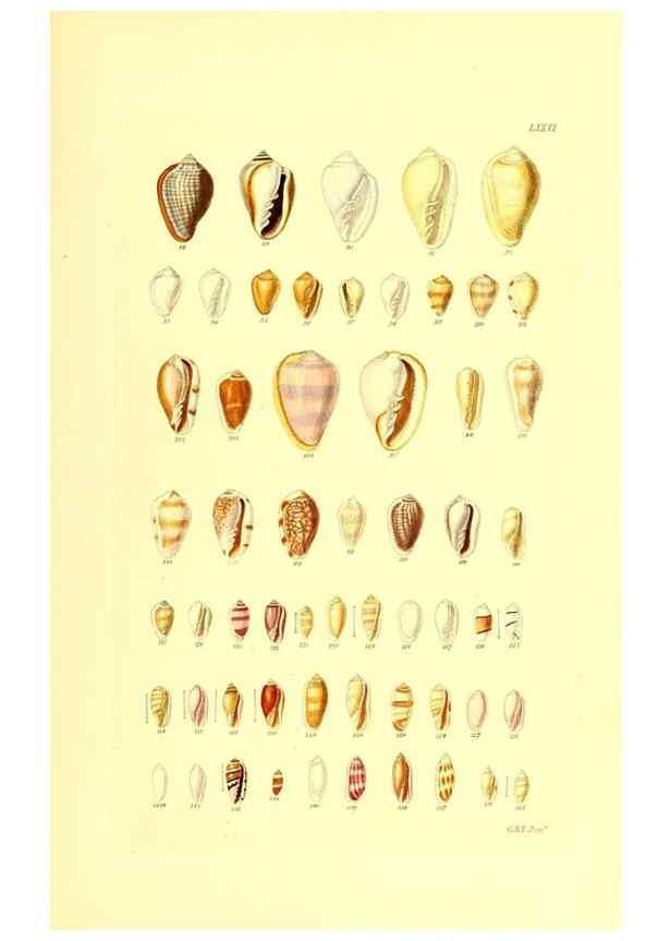 Reproducción/Reproduction 49491850206: Thesaurus conchyliorum, or, Monographs of genera of shells. London :Sowerby ...,1847-1887.. 