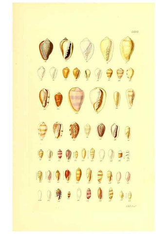 Reproducción/Reproduction 49491850206: Thesaurus conchyliorum, or, Monographs of genera of shells. London :Sowerby ...,1847-1887.. 