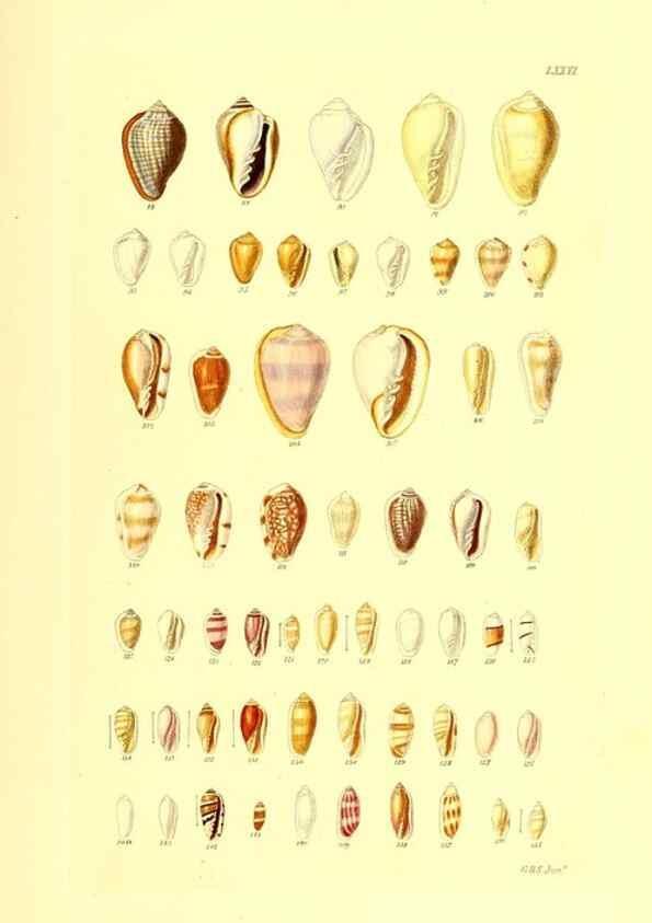 Reproducción/Reproduction 49491850206: Thesaurus conchyliorum, or, Monographs of genera of shells. London :Sowerby ...,1847-1887.. 