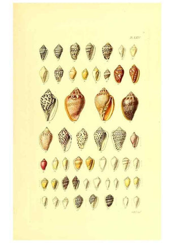 Reproducción/Reproduction 49491348488: Thesaurus conchyliorum, or, Monographs of genera of shells. London :Sowerby ...,1847-1887.. 