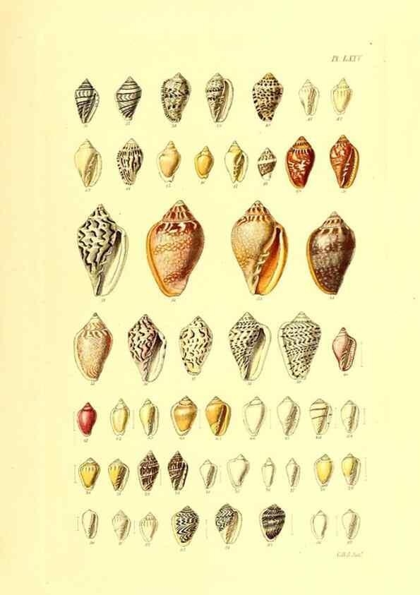 Reproducción/Reproduction 49491348488: Thesaurus conchyliorum, or, Monographs of genera of shells. London :Sowerby ...,1847-1887.. 
