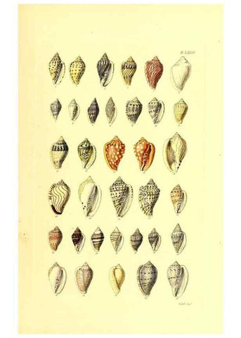 Reproducción/Reproduction 49491348273: Thesaurus conchyliorum, or, Monographs of genera of shells. London :Sowerby ...,1847-1887.. 