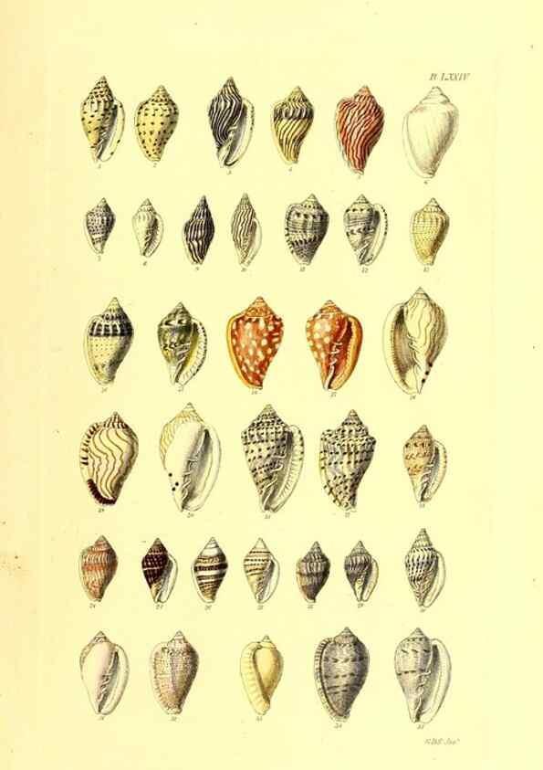 Reproducción/Reproduction 49491348273: Thesaurus conchyliorum, or, Monographs of genera of shells. London :Sowerby ...,1847-1887.. 