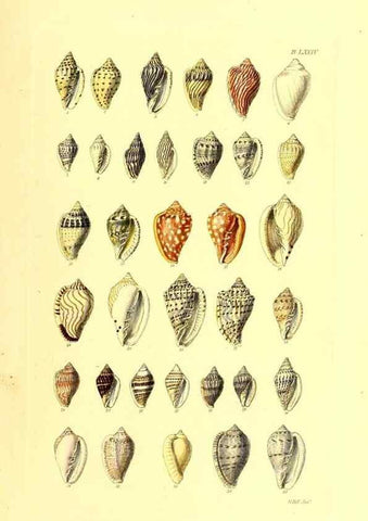 Reproducción/Reproduction 49491348273: Thesaurus conchyliorum, or, Monographs of genera of shells. London :Sowerby ...,1847-1887.. 