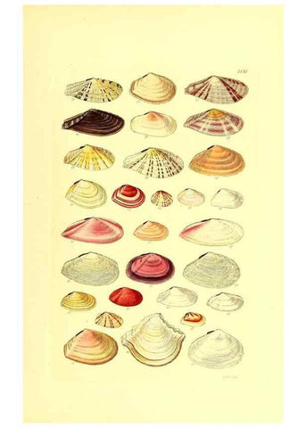 Reproducción/Reproduction 49491344353: Thesaurus conchyliorum, or, Monographs of genera of shells. London :Sowerby ...,1847-1887.. 