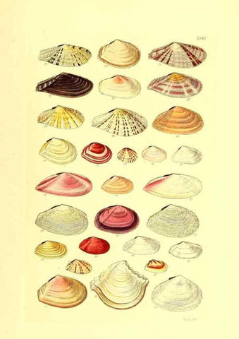 Reproducción/Reproduction 49491344353: Thesaurus conchyliorum, or, Monographs of genera of shells. London :Sowerby ...,1847-1887.. 
